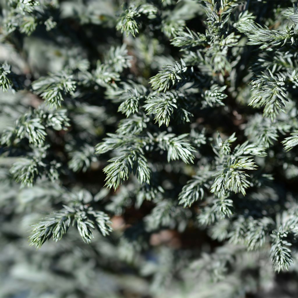 Chamaecyparis pisifera Blue Moon - Sawara Cypress