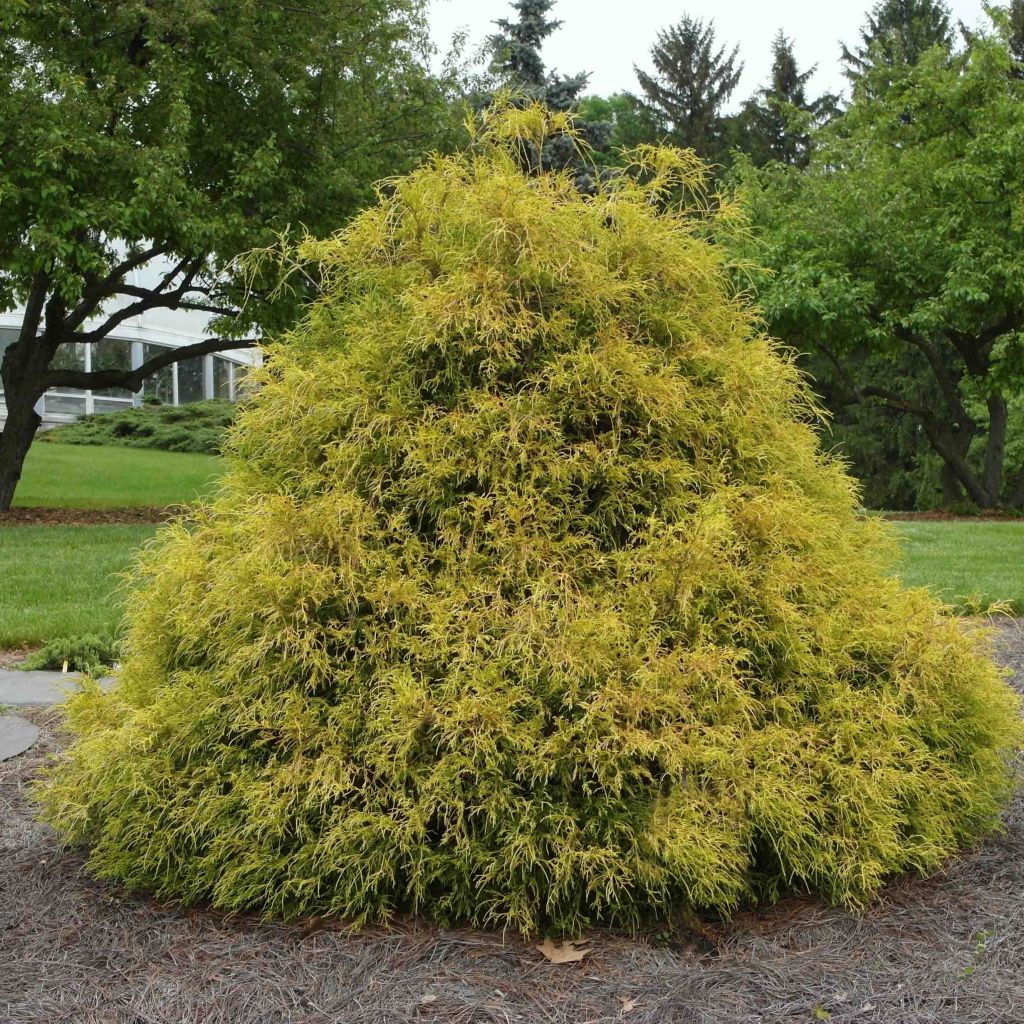 Chamaecyparis pisifera Golden Mop - Cyprès Sawara