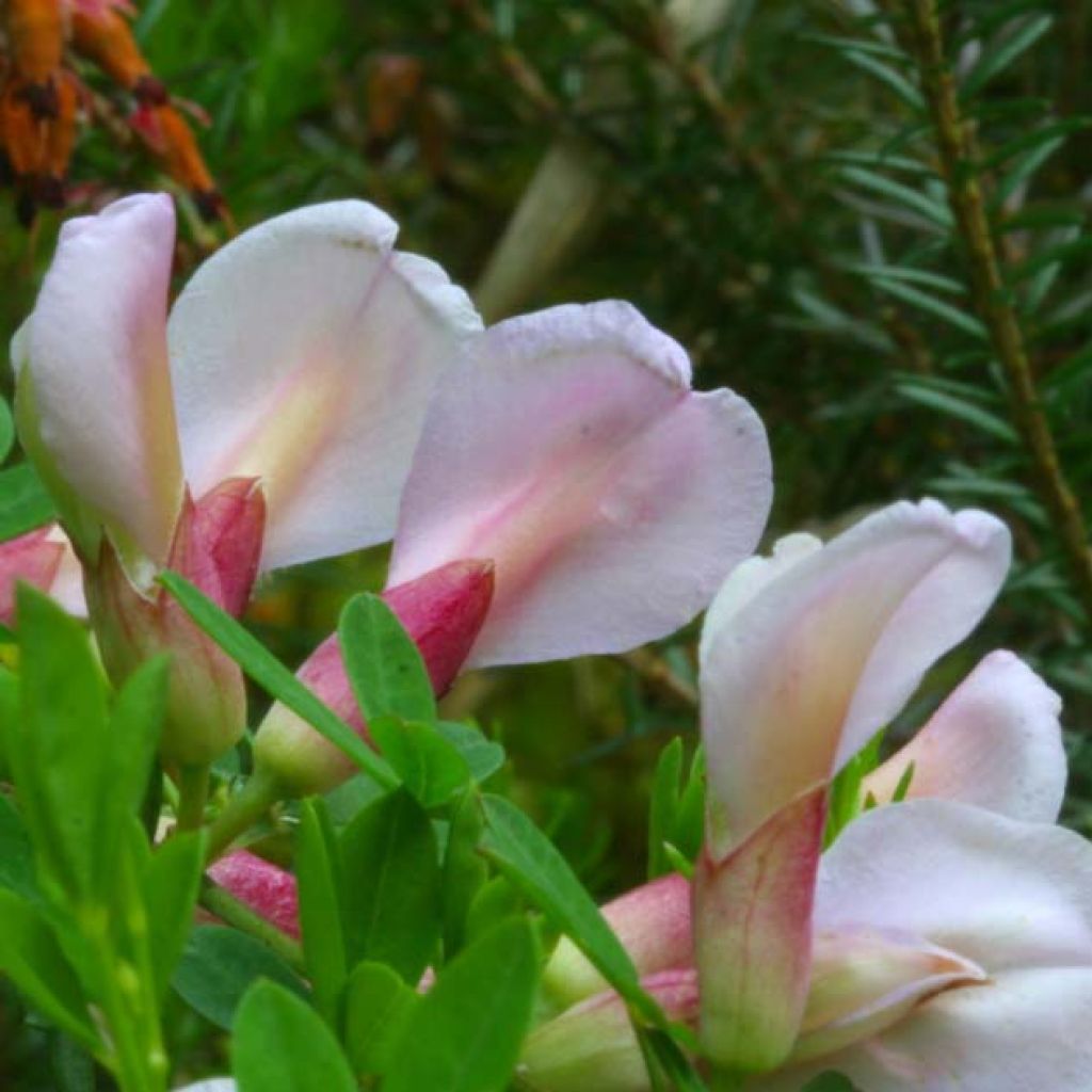 Chamaecytisus purpureus
