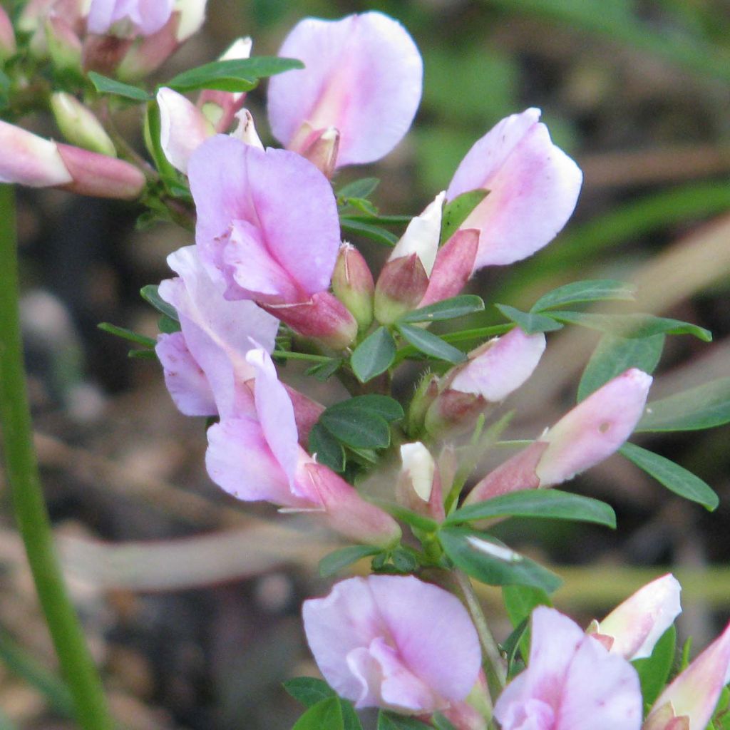 Chamaecytisus purpureus