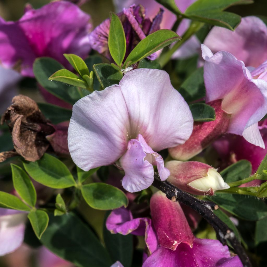 Chamaecytisus purpureus