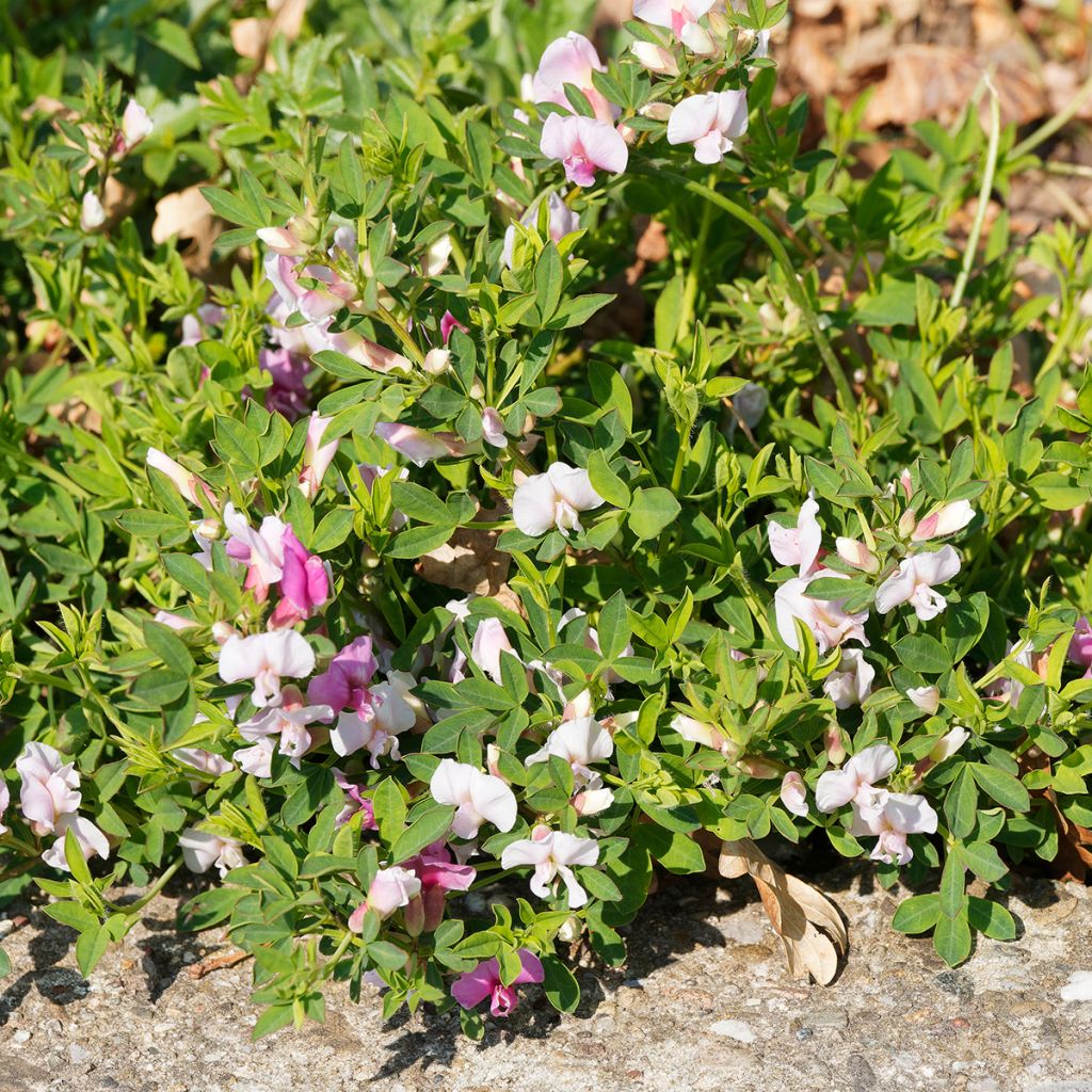 Chamaecytisus purpureus