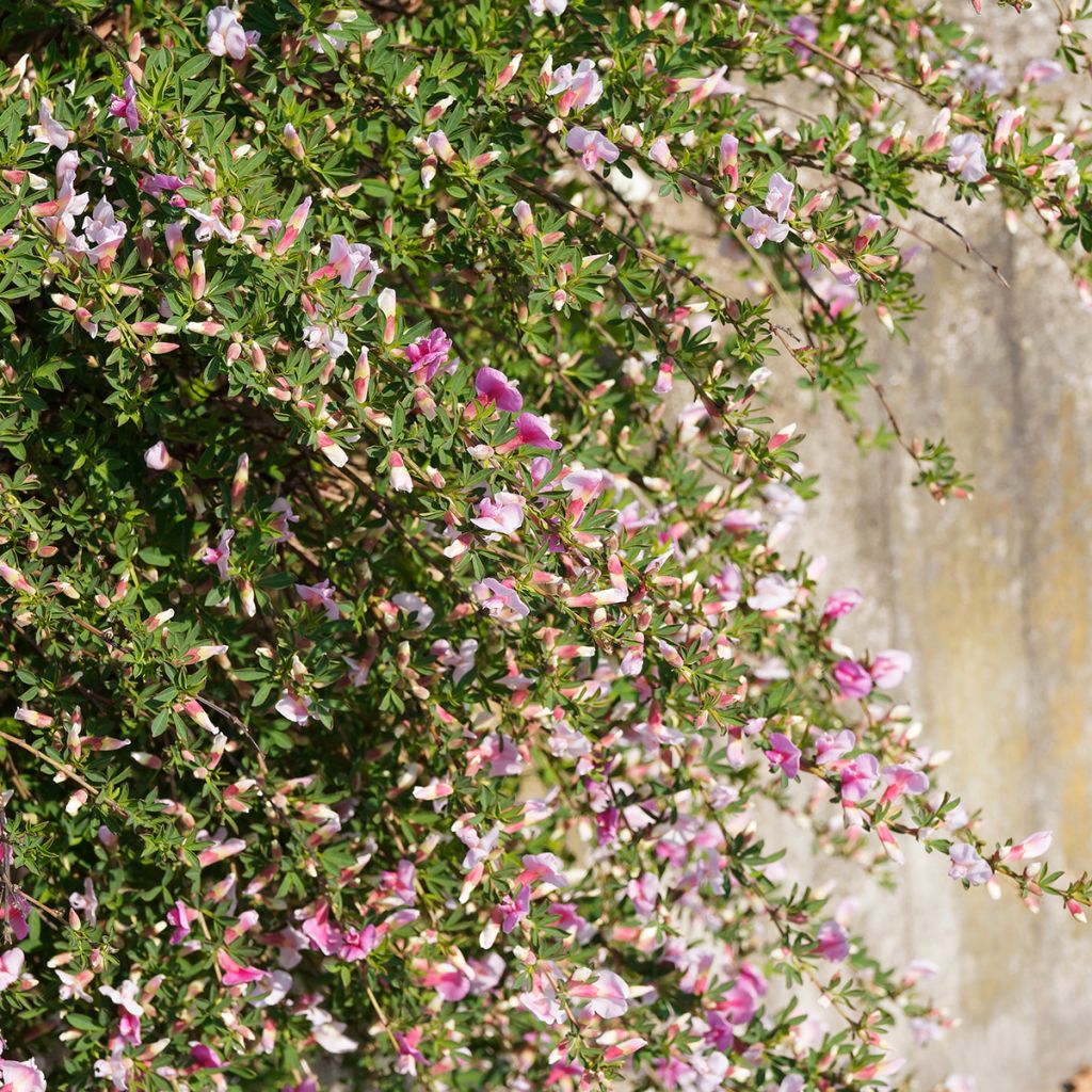 Chamaecytisus purpureus