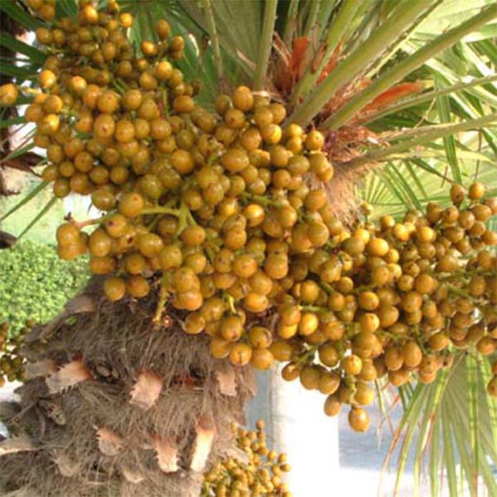 Chamaerops humilis - Dwarf Palm
