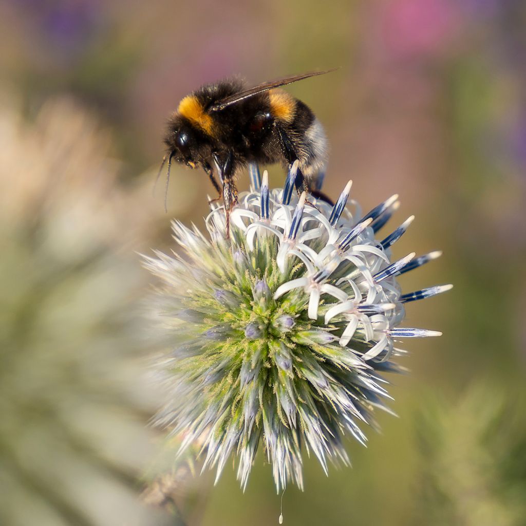Echinops sphaerocephalum Arctic Glow