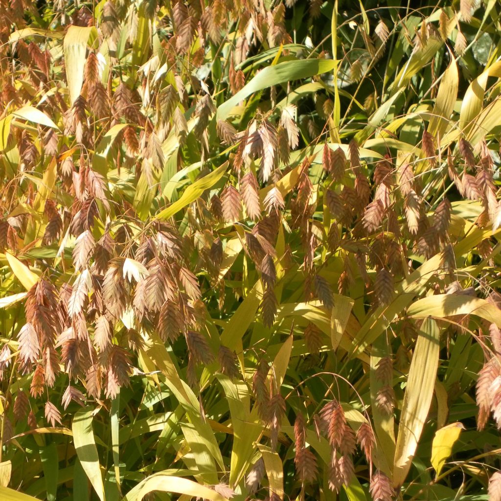 Chasmanthium latifolium