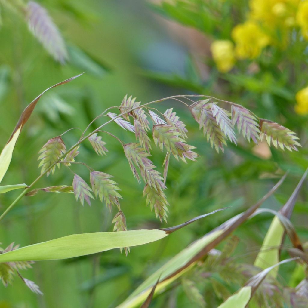 Chasmanthium latifolium