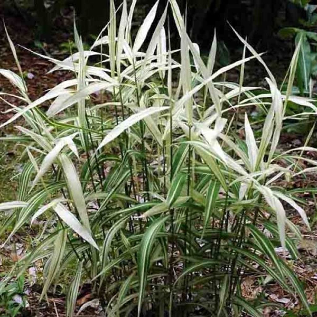 Chasmanthium latifolium River Mist