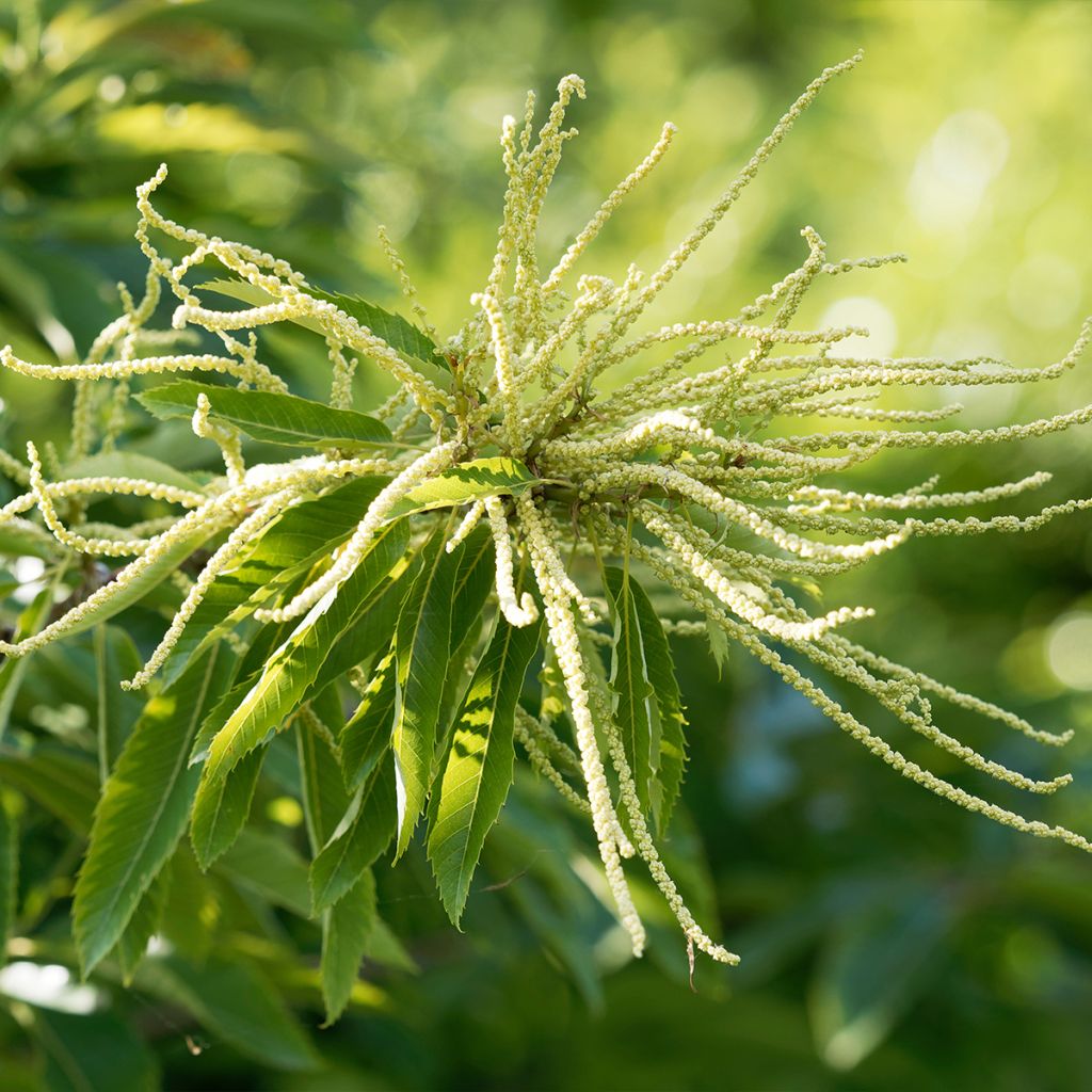 Chestnut Maraval - Castanea sativa