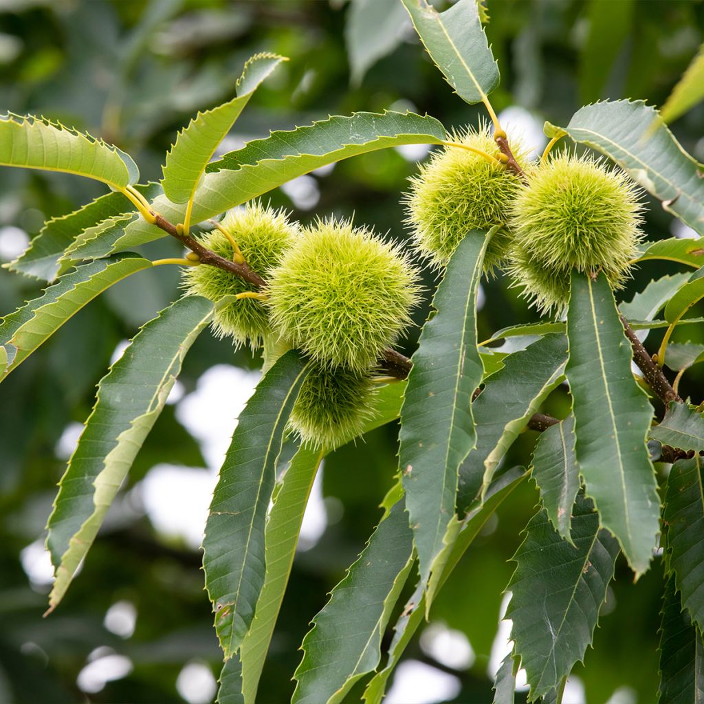 Chestnut Maraval - Castanea sativa