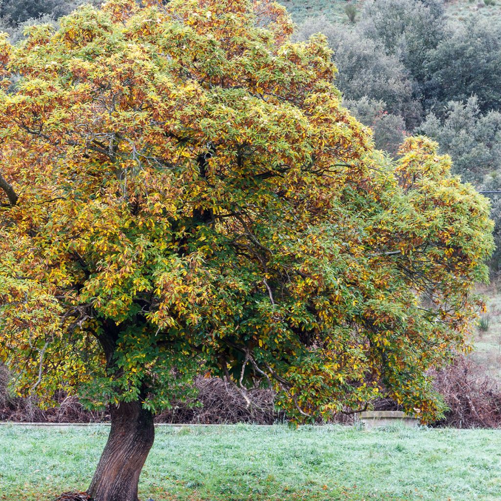 Chestnut Maraval - Castanea sativa