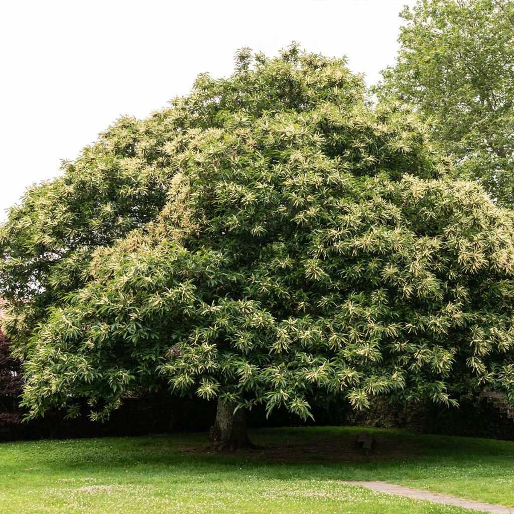 Chestnut Marlhac - Castanea sativa