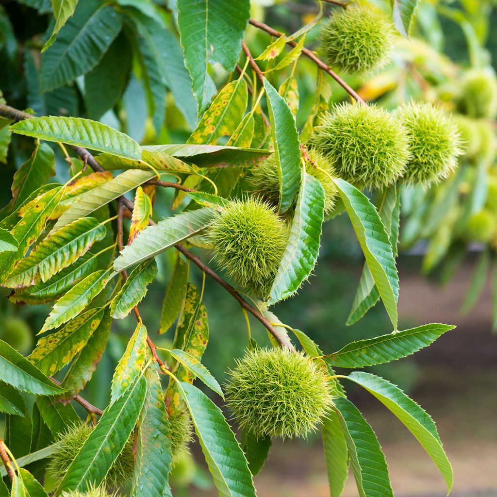 Chestnut Marlhac - Castanea sativa