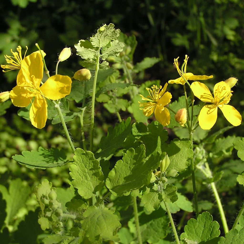 Chelidonium majus