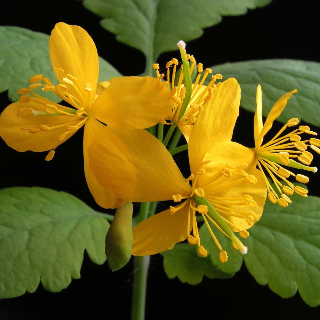 Chelidonium majus