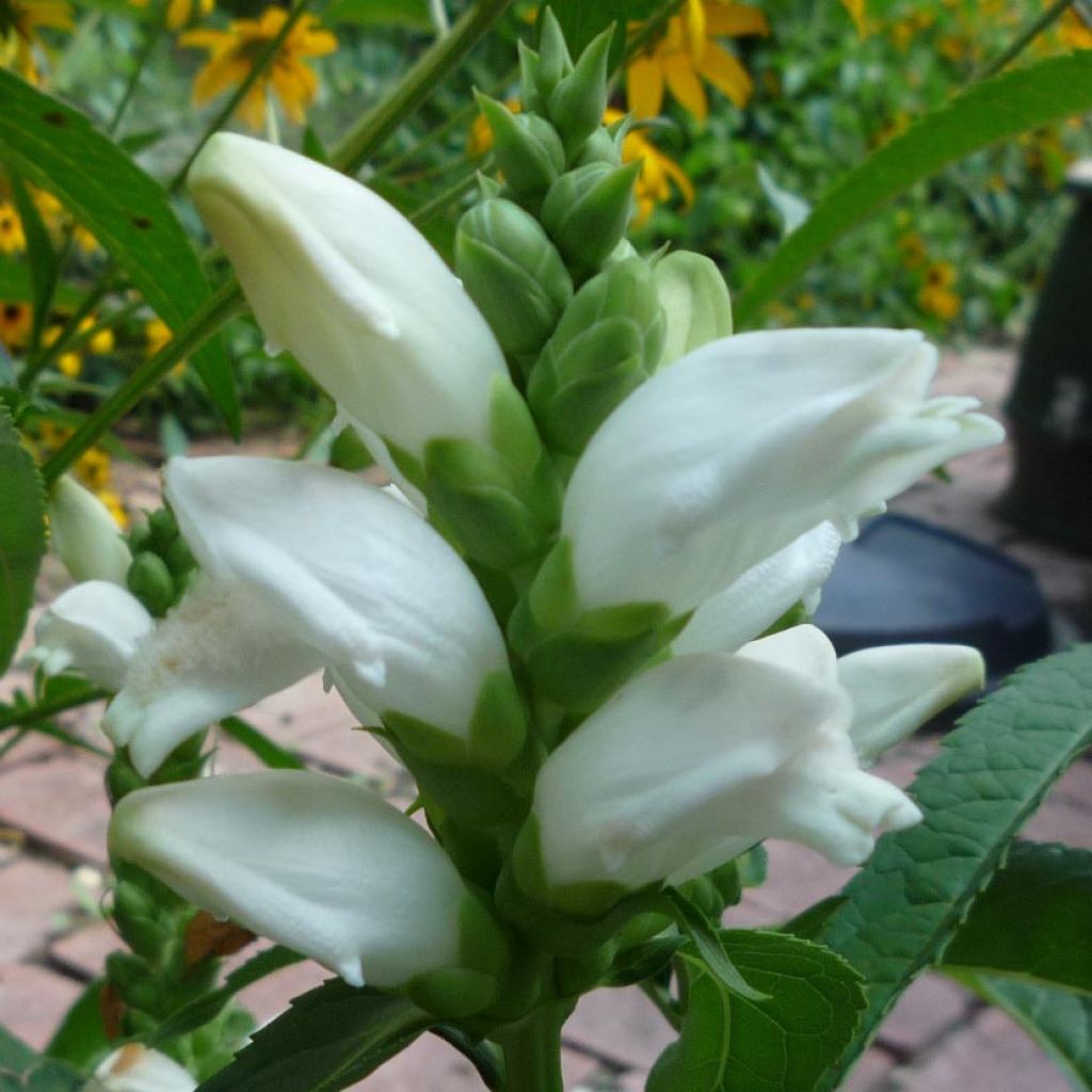 Chelone glabra