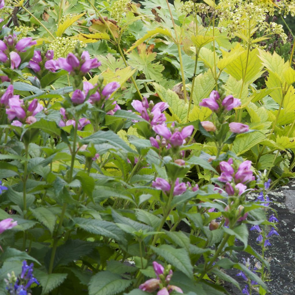 Chelone lyonii Hot Lips