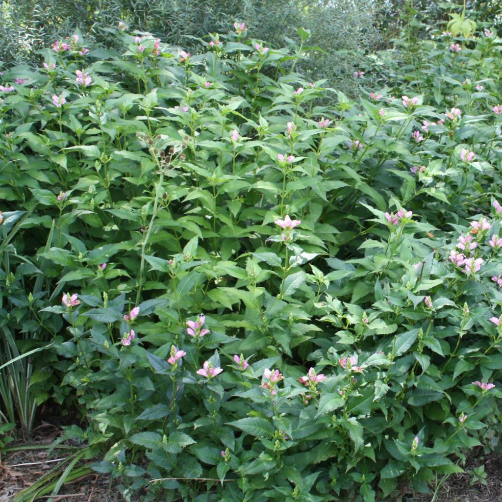 Chelone obliqua