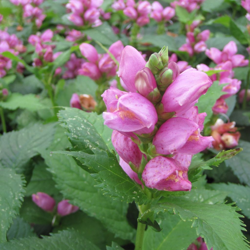 Chelone obliqua