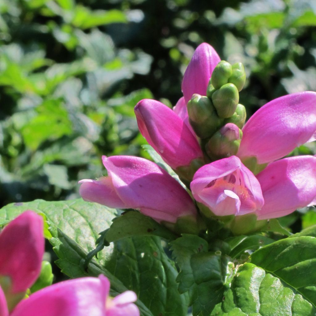 Chelone obliqua