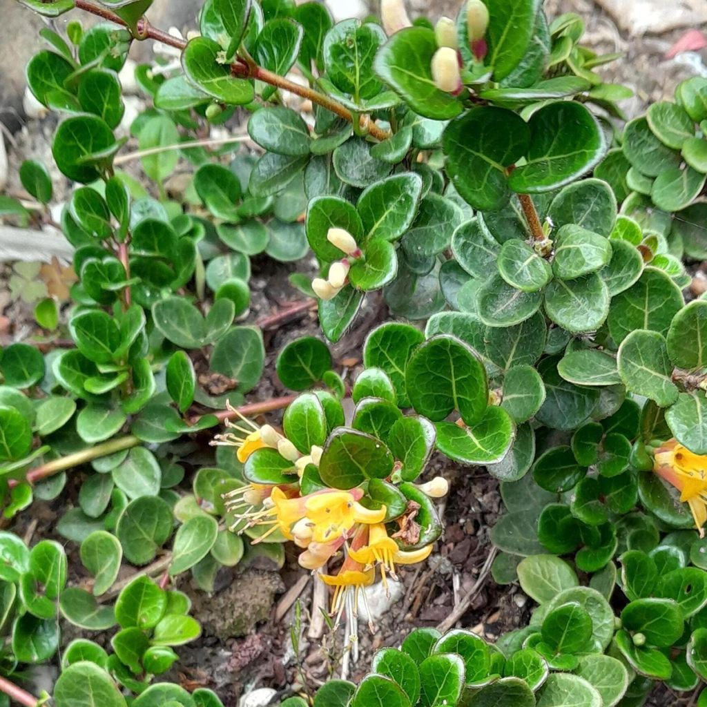 Lonicera crassifolia Little Honey