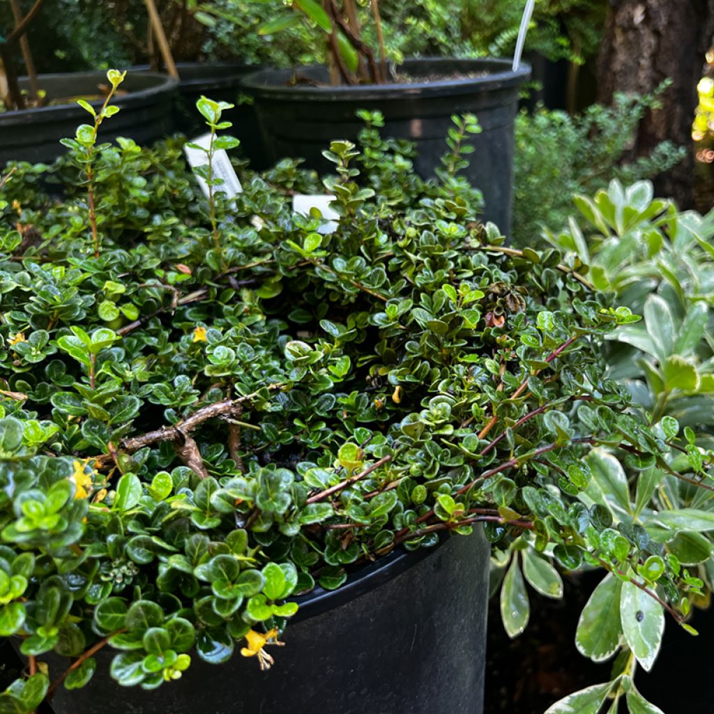 Lonicera crassifolia