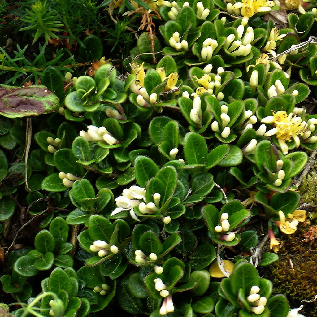 Lonicera crassifolia