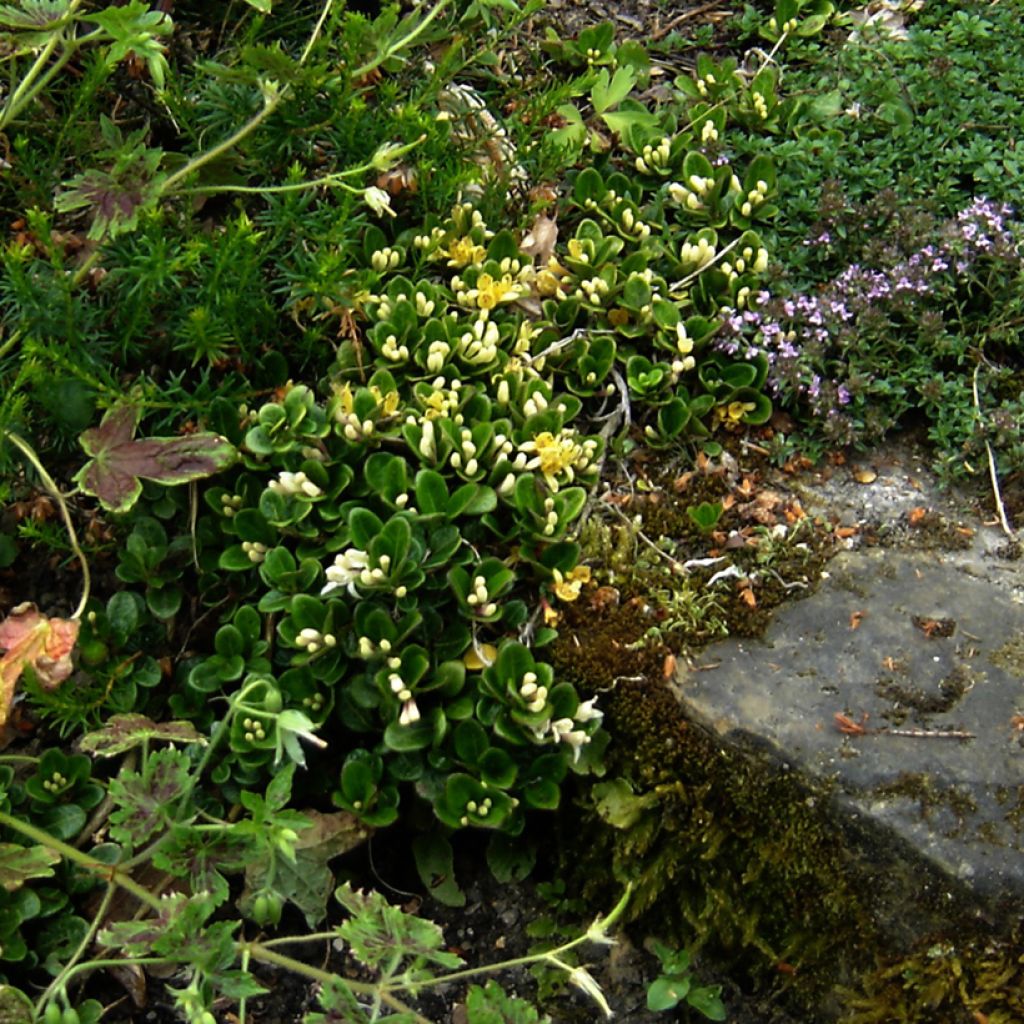 Lonicera crassifolia