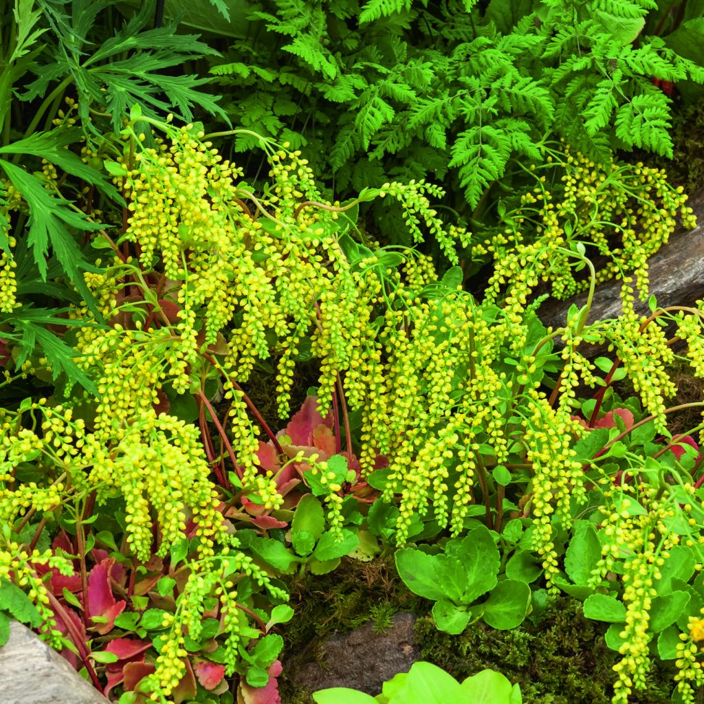Chiastophyllum oppositifolium