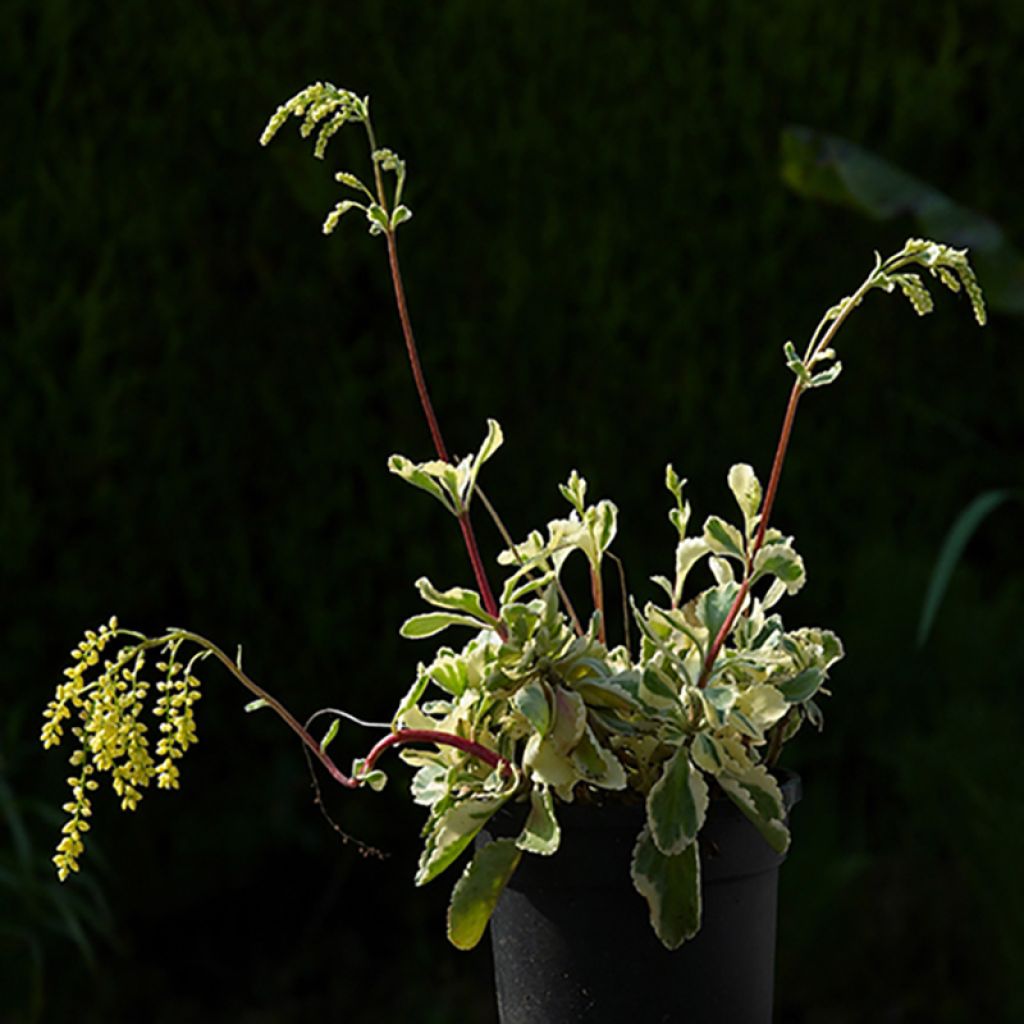 Chiastophyllum oppositifolium Variegatum