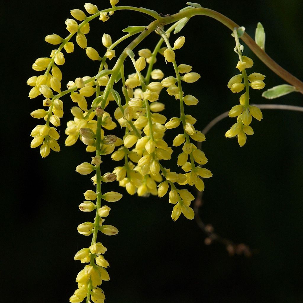 Chiastophyllum oppositifolium Variegatum