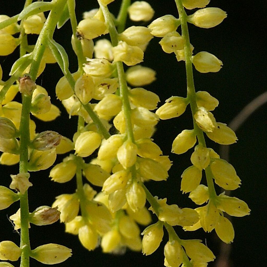 Chiastophyllum oppositifolium Variegatum