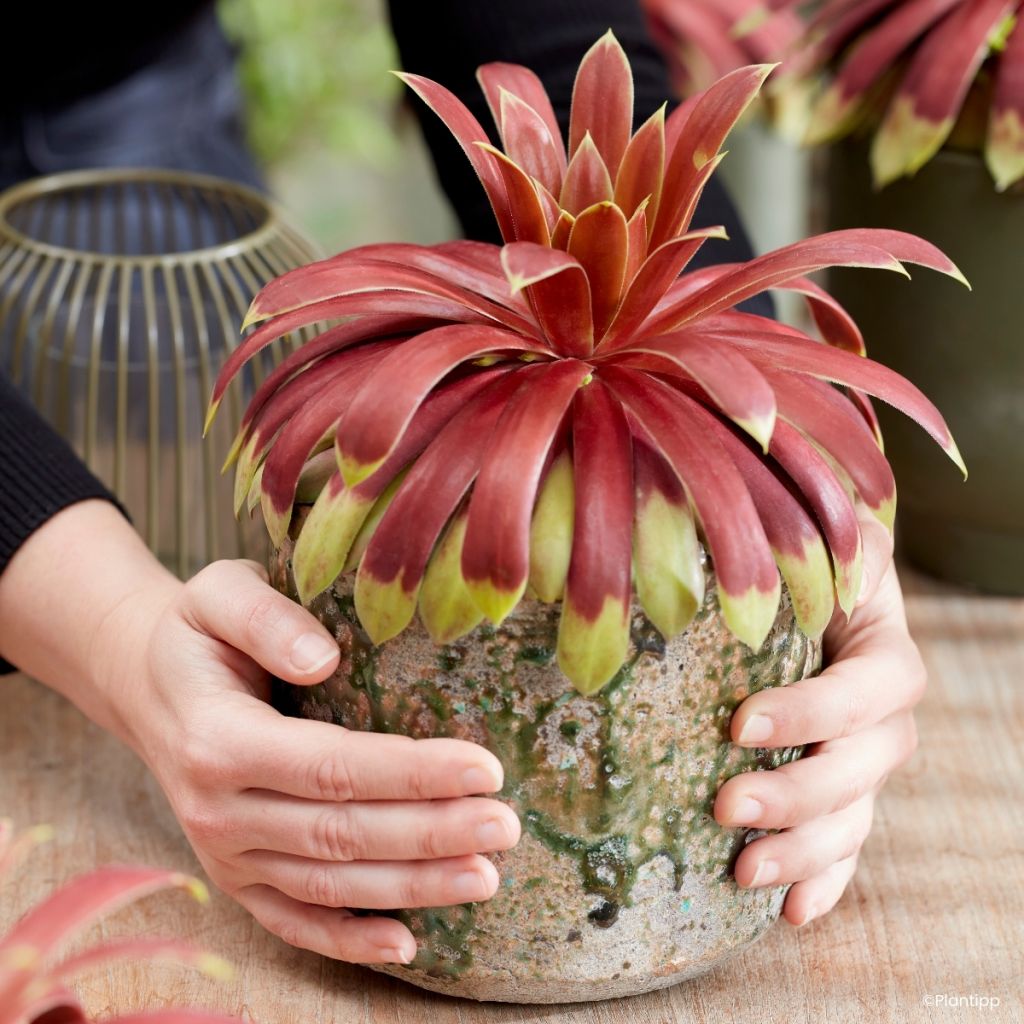 Sempervivum Chick Charm Giants Gold Mine - Houseleek