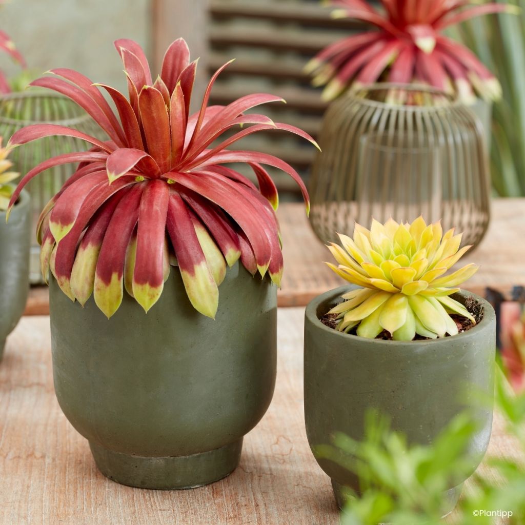 Sempervivum Chick Charm Giants Gold Mine - Houseleek