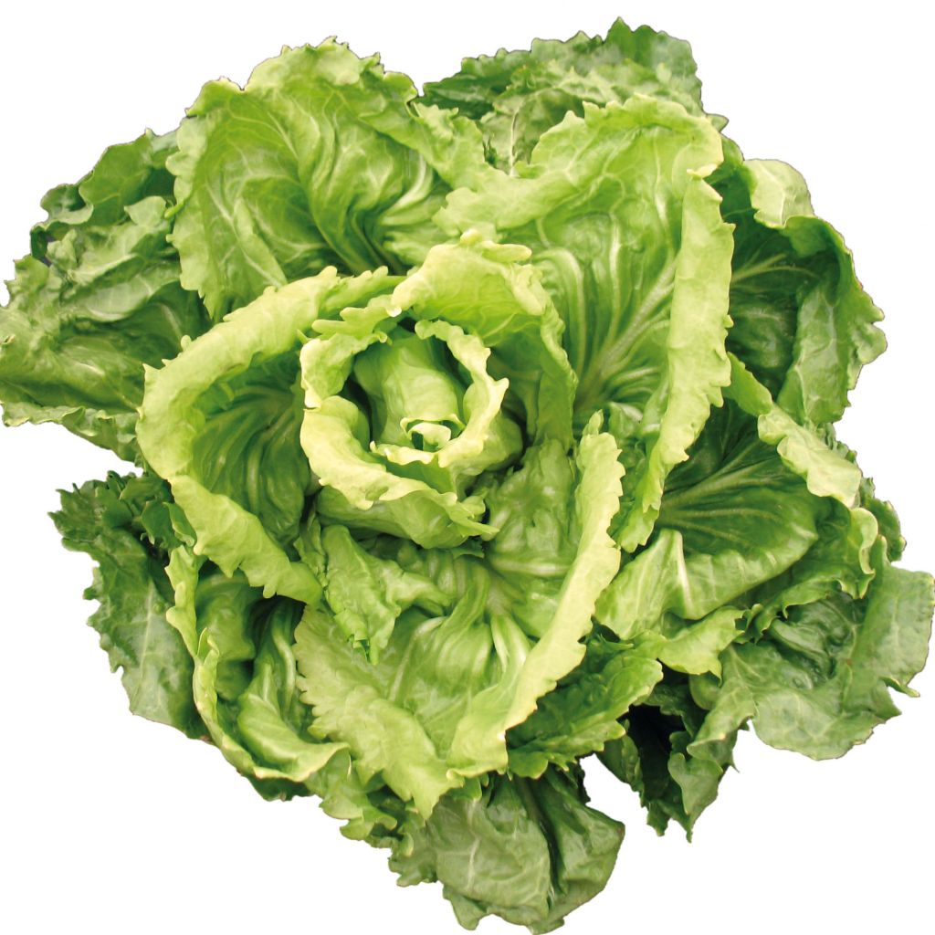 Escarole Cornet dAnjou - Pelleted Seeds