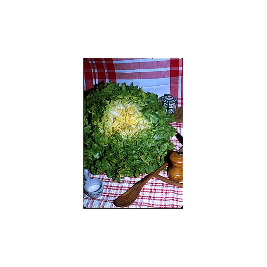 Escarole Chicory Blonde à coeur plein - Cichorium endivia var. latifolium