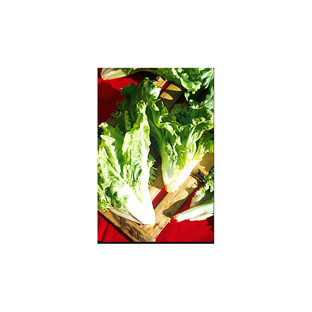 Escarole Cornet d'Anjou - Cichorium endivia var. latifolium