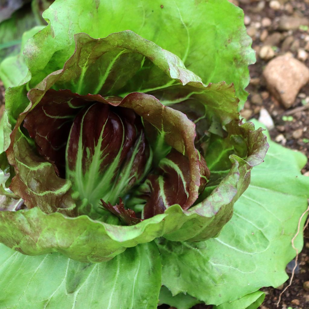 Chicory Palla Rossa - Vilmorin Seeds