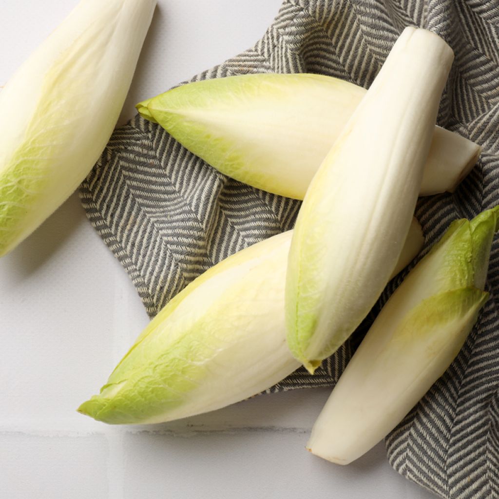 Witloof Chicory Normale Maraîchère