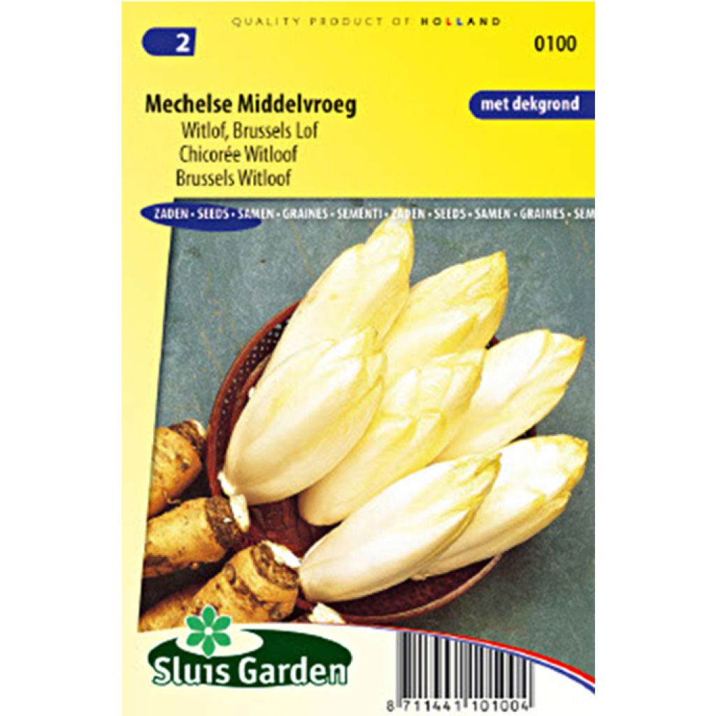 Witloof Chicory Mechelse Middelvroeg