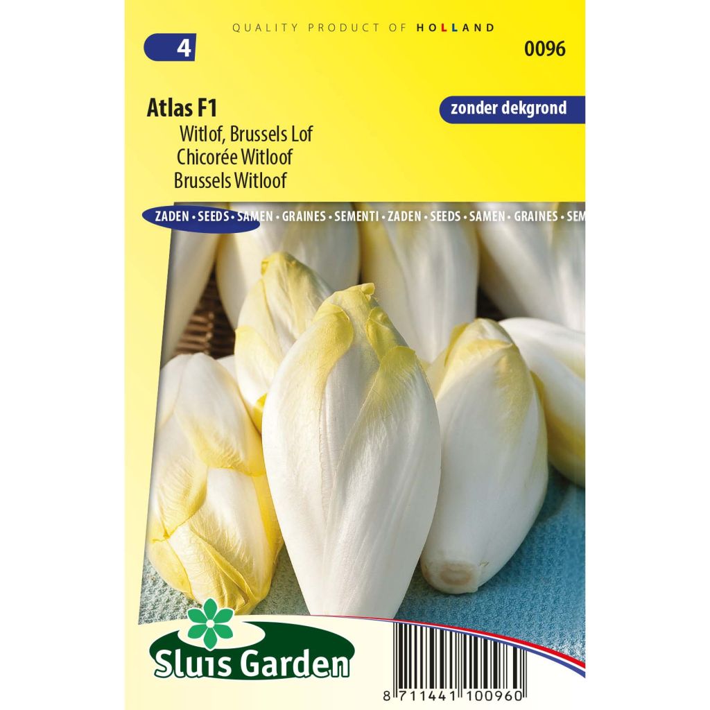 Witloof Chicory Atlas F1