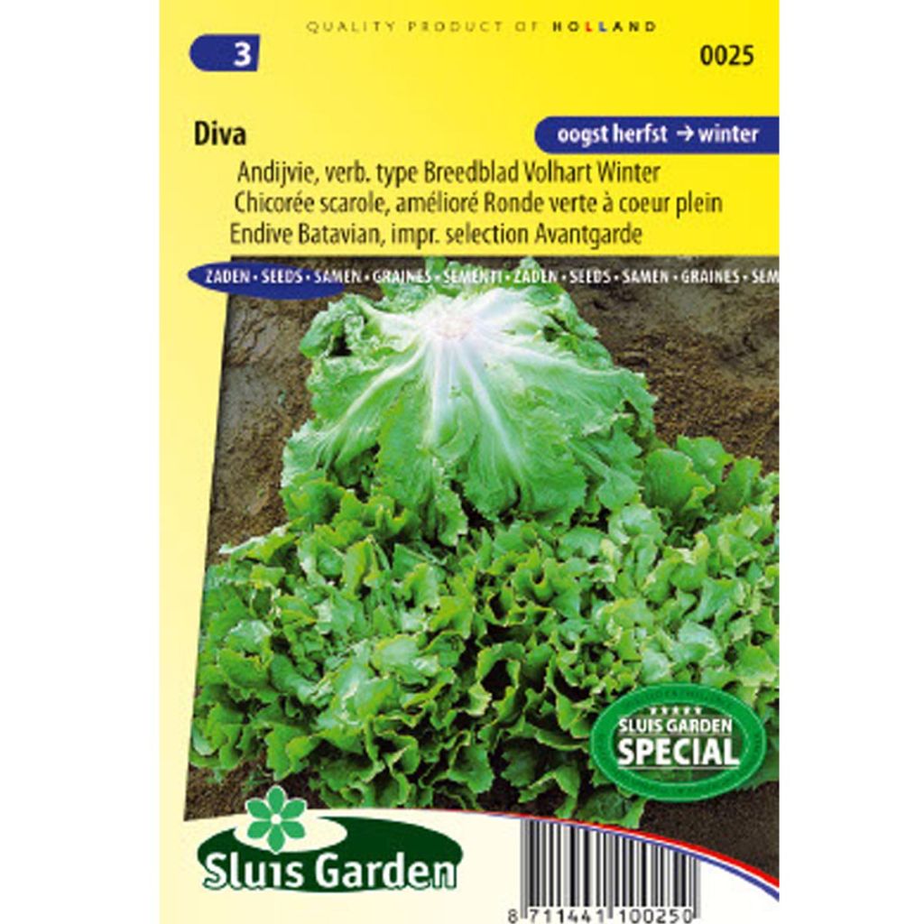 Escarole Endive Diva - Cichorium endivia