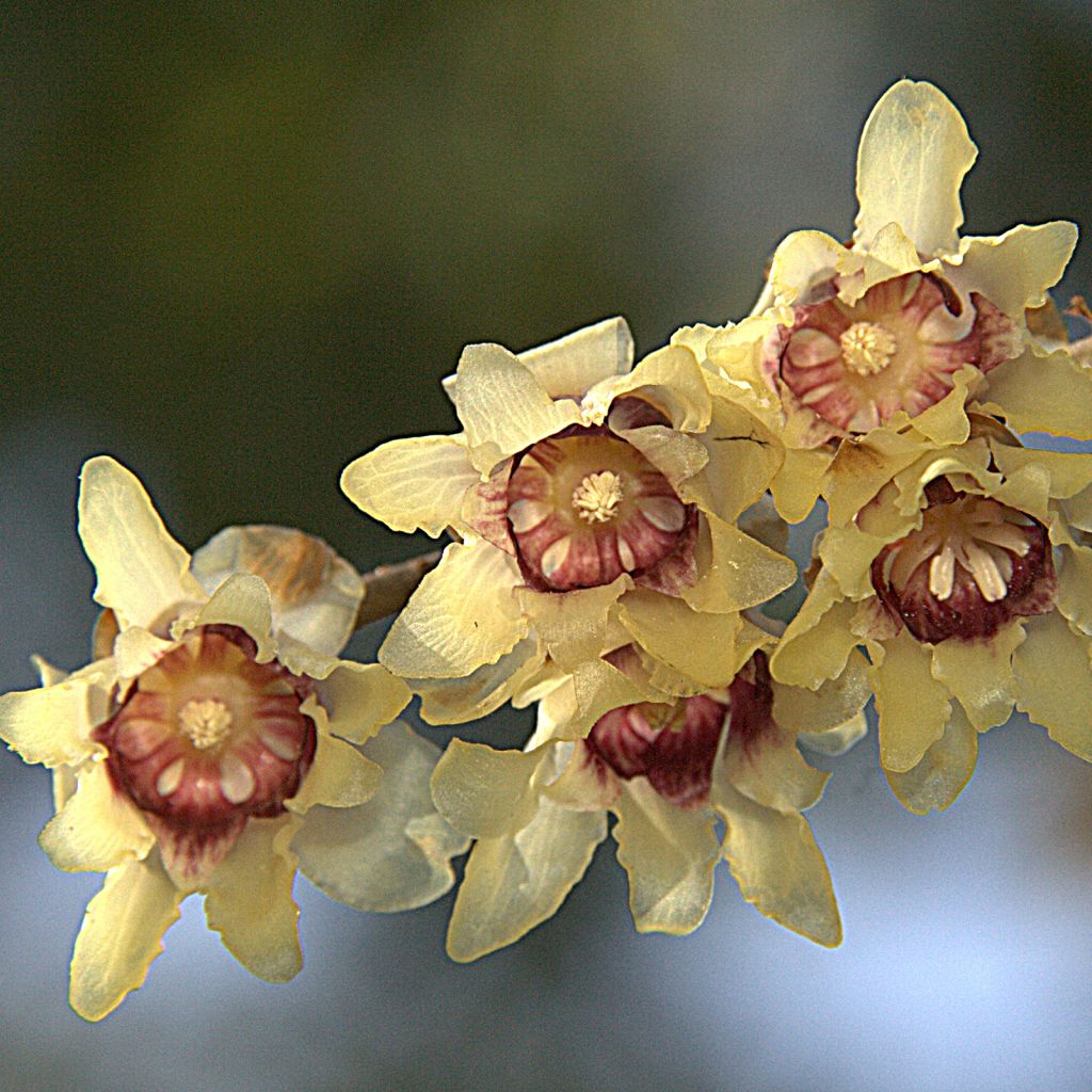 Chimonanthus praecox Grandiflorus