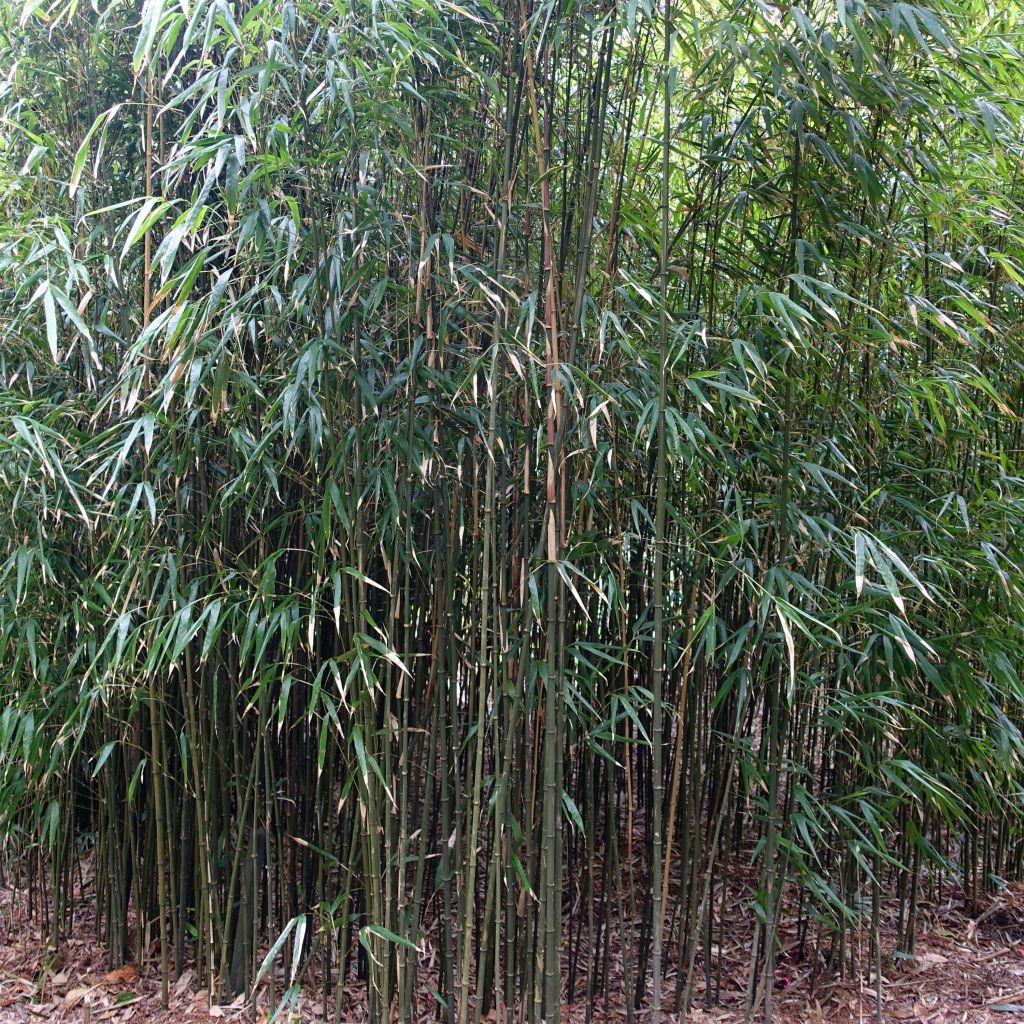 Chimonobambusa quadrangularis