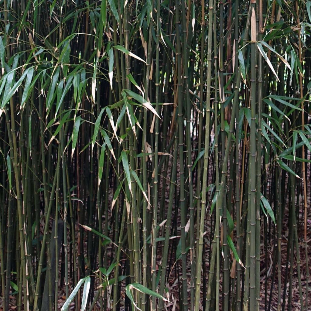 Chimonobambusa quadrangularis