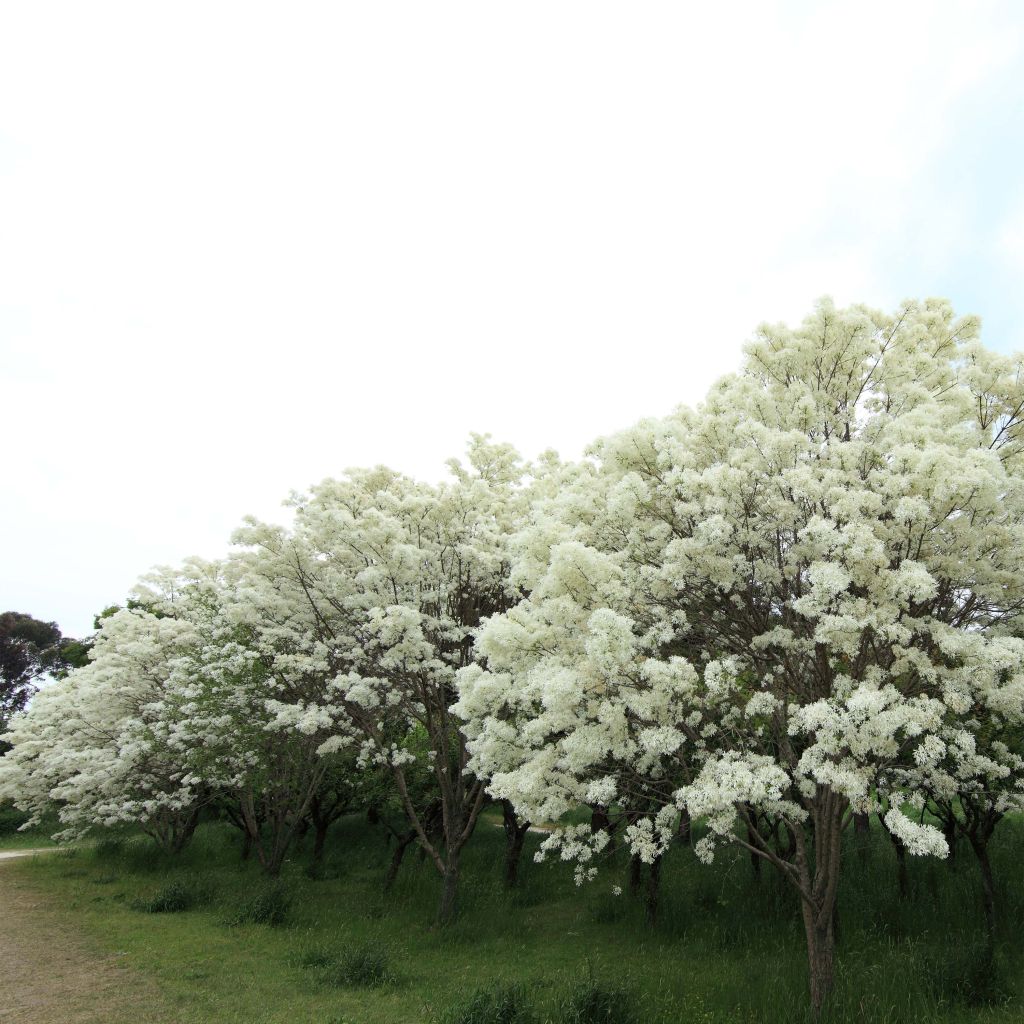 Chionanthus retusus