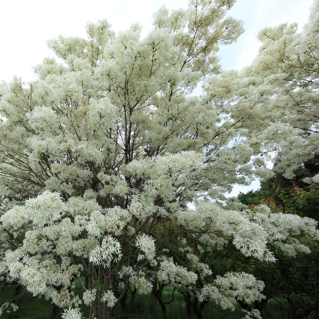 Chionanthus retusus
