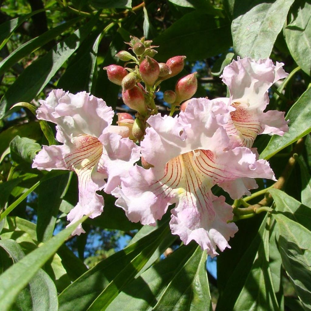 x Chitalpa tashkentensis Summer Bells