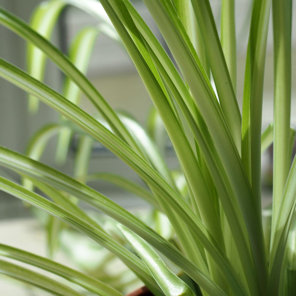Chlorophytum nepalense