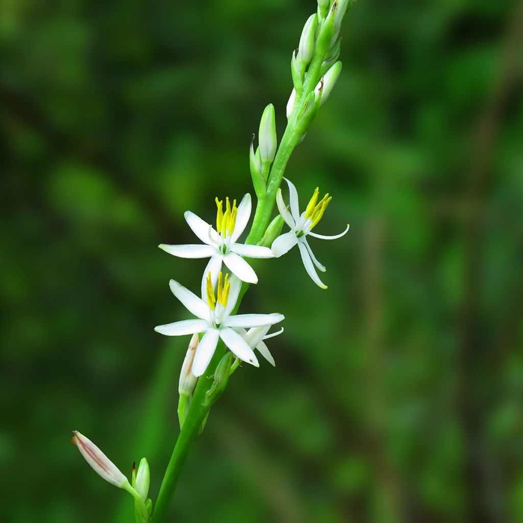 Chlorophytum nepalense